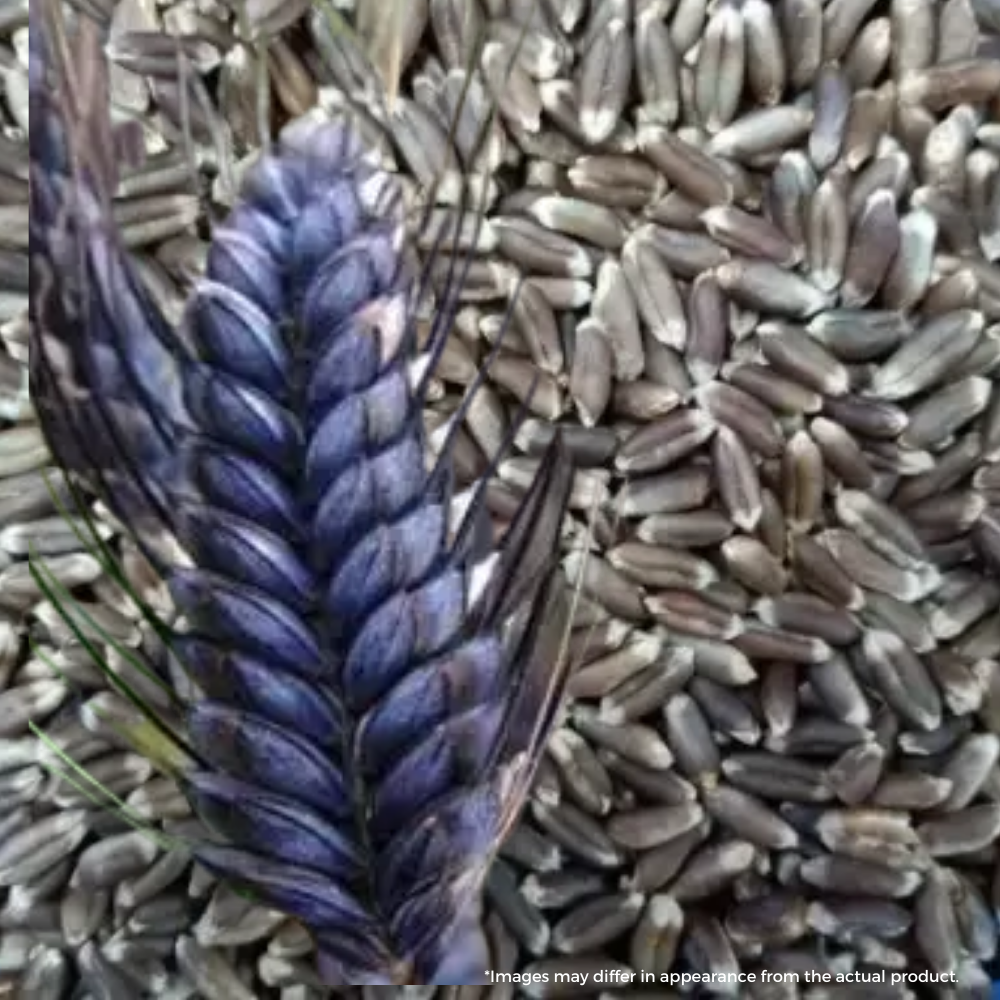 VILLKART NATURALS Black Wheat/Kala Gehu Seeds for Sowing, Farming & Agriculture (Kheti खेती)
