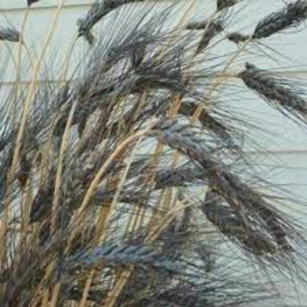 VILLKART NATURALS Black Wheat/Kala Gehu Seeds for Sowing, Farming & Agriculture (Kheti खेती)