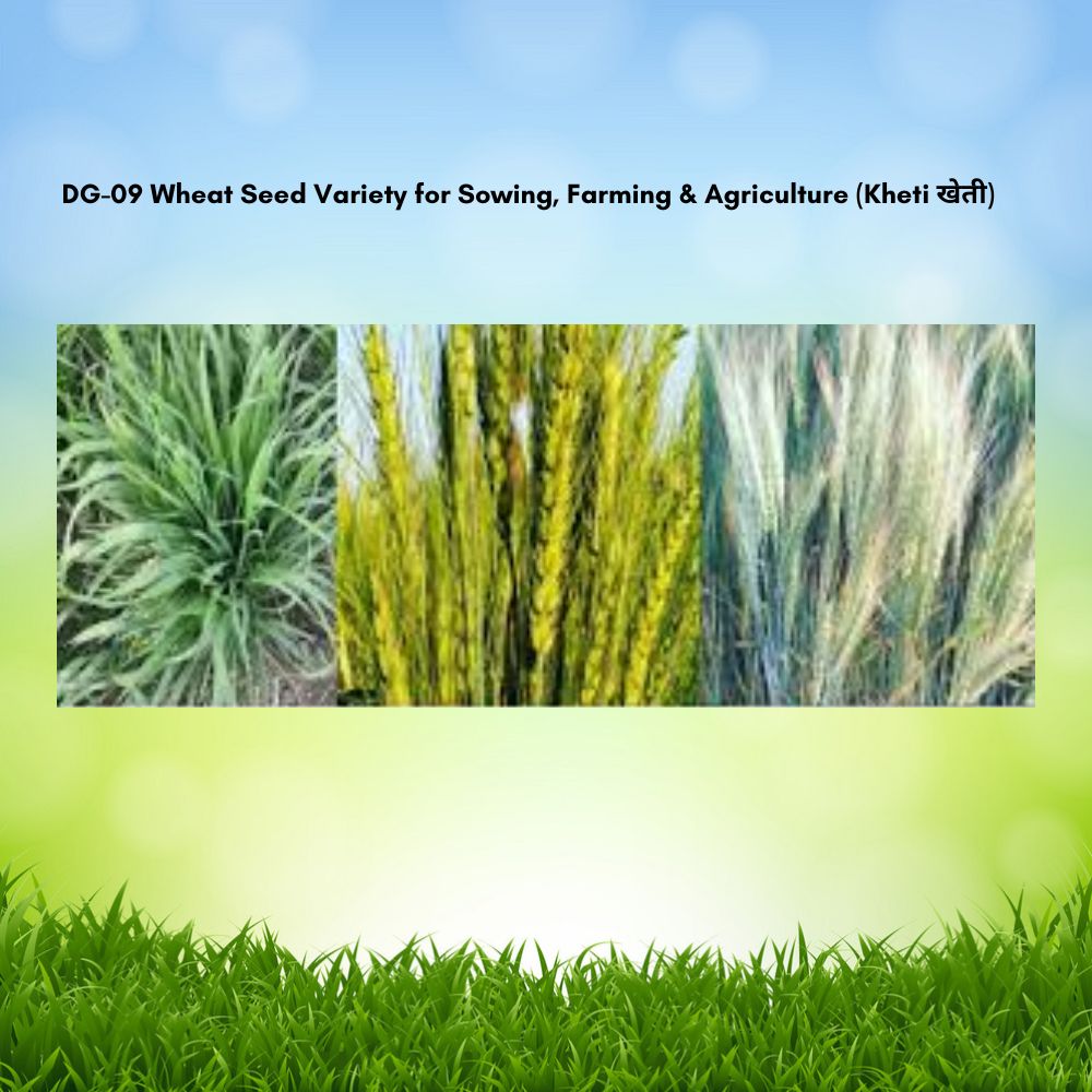 DG-09 Wheat Seed Variety for Sowing, Farming & Agriculture (Kheti खेती)