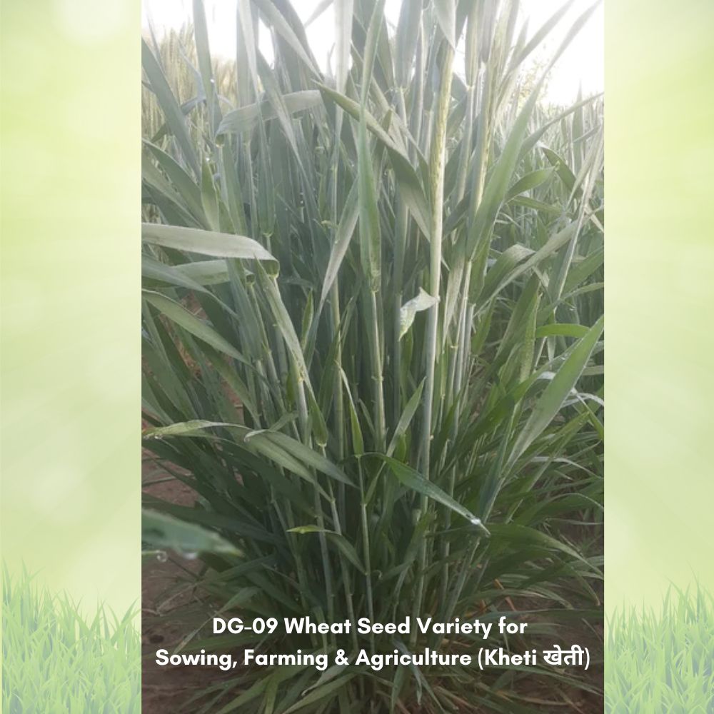 DG-09 Wheat Seeds for Agriculture (Kheti खेती)