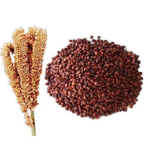Finger Millet (Whole Grain) (Ragi | Kelvaragu | Nachni | Ragulu)