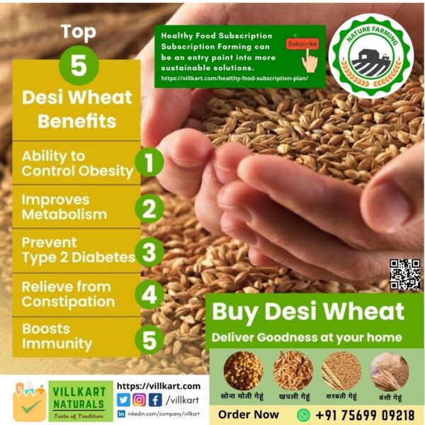 VILLKART NATURALS Bansi Wheat Seed for Sowing, Farming & Agriculture (Kheti/खेती)