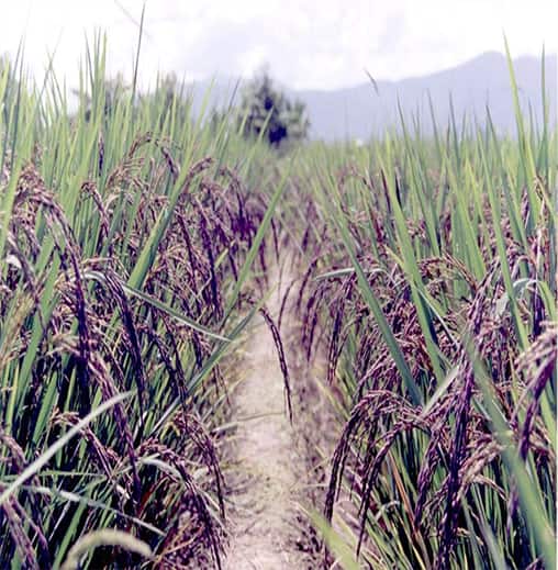 Buy Kala Namak Kiran Paddy Seeds Online | Kalanamak Paddy Seeds