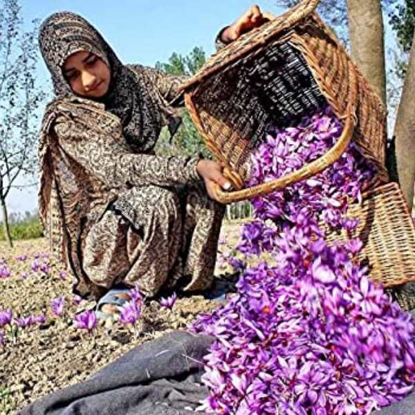 Kashmiri Saffron (GI Tag) - 1g