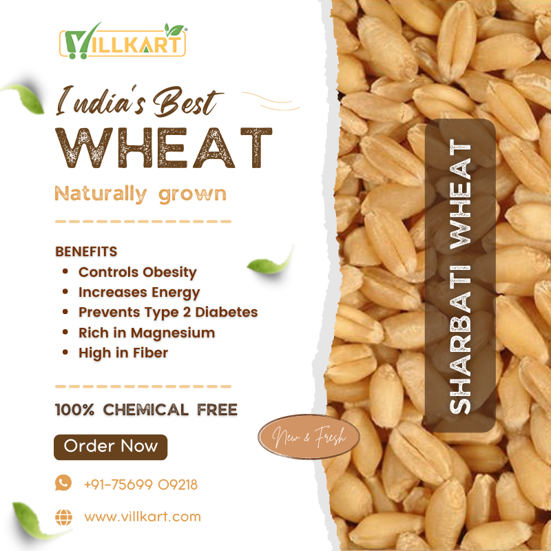 Sharbati Wheat Whole Naturally Grown