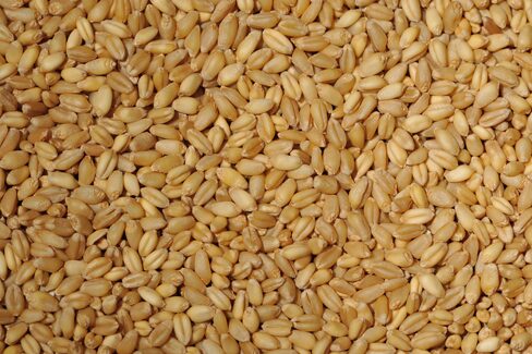 Bansi Wheat Whole (Naturally Grown)