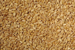 Bansi Wheat Whole (Naturally Grown)