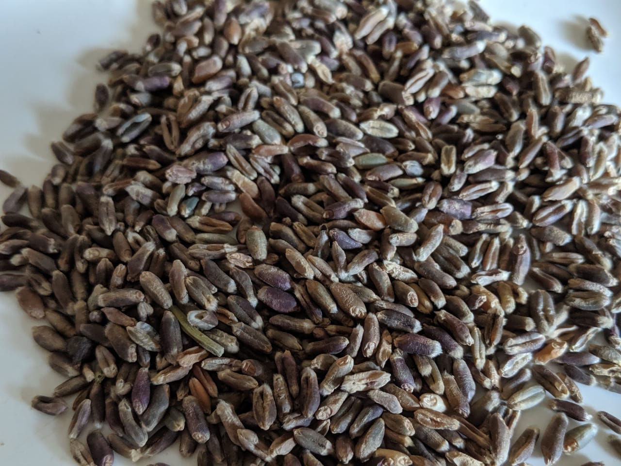 VILLKART NATURALS Black Wheat/Kala Gehu Seeds for Sowing, Farming & Agriculture (Kheti खेती)