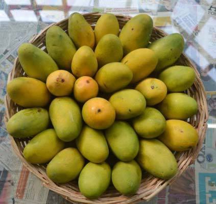 Dasheri Mango - 5 kg
