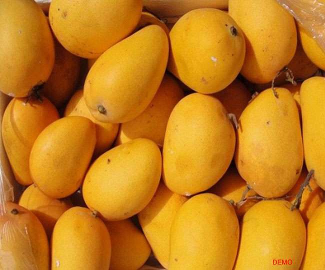 Jardalu Mango | Villkart
